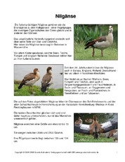 Steckbrief-Nilgänse.pdf